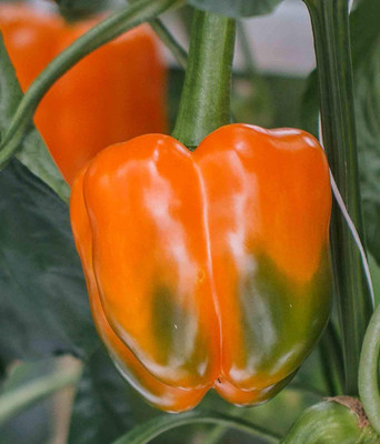 Qualtivate GBPT-3A IMPORTED CAPSICUM ORANGE Seed(100 per packet)