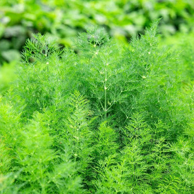 XOLDA Organic soya dill Seed(15 per packet)