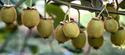 Oliver F 1 QUALITY HYBRID KIWI FRUIT SEEDS Seed(174 per packet)