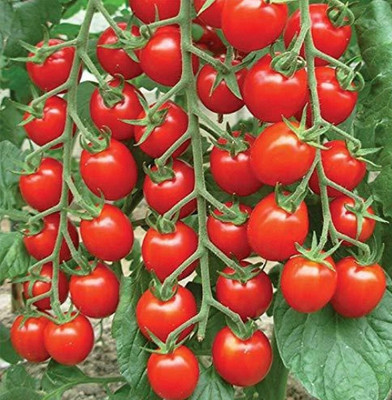 HYBRID Kgp Best quality hybrid tomato seeds Seed(10 g)