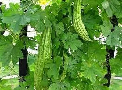 Cloud Farm Bitter gourd Seed(15 per packet)
