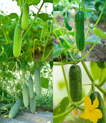 ibains Cucumber seeds desi Kakari sosa seeds beej 60 Seed(60 per packet)