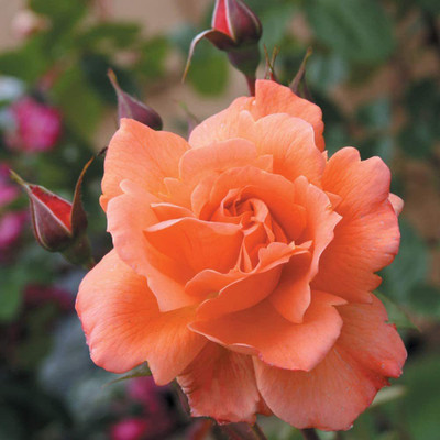 CYBEXIS PAU-45 - Westerland™ Shrub Rose - (300 Seeds) Seed(300 per packet)