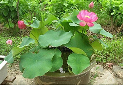 KANAYA Lotus Seed(1 per packet)