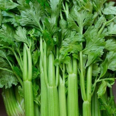 MAA Celery, Ajmod Seed(20 per packet)