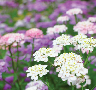 CEZIUS Candytuft 'Dwarf Fairyland Mixed' - Easy Grow Seed Seed(100 per packet)
