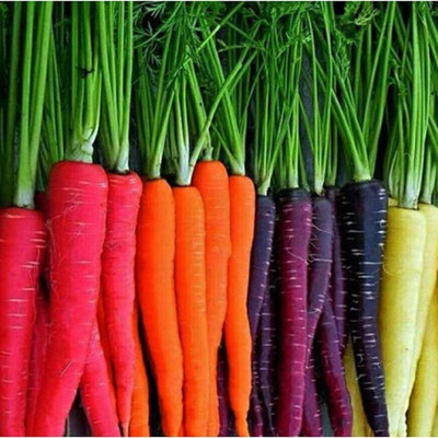 KNESSiN Carrot Mix Seed(300 per packet)