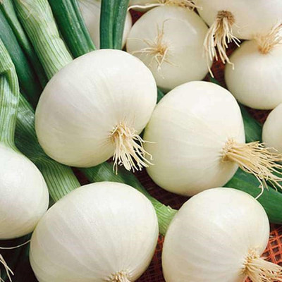 Biosnyg Non GMO Crystal White Onion Vegetable Seeds for Garden-(1500 Seeds) Seed(1500 per packet)