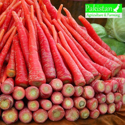 CYBEXIS Pakistani Imported Carrot Variety2000 Seeds Seed(2000 per packet)
