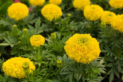 SHASHWAT CREATION marigold/gende ka phool flower seeds Seed(50 per packet)