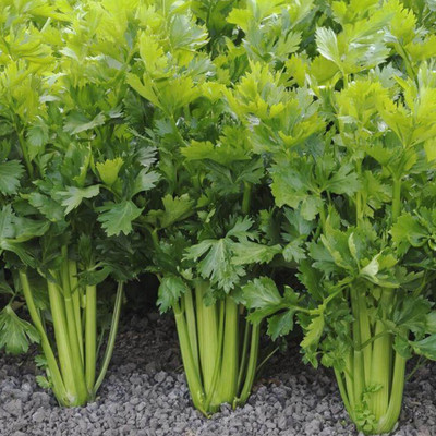 ENTENT Celery Organic Herb/Vegetable Seed(50 per packet)