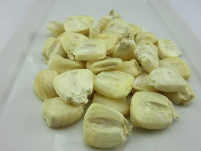 WILLVINE VMR -VII 1051-Corn Giant Peruvian-[500g] Seed(2000 per packet)
