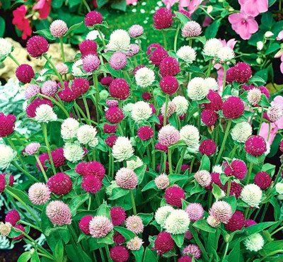 STARKC Amaranth, globe amaranth, makhmali, and vadamalli Seed(80 per packet)