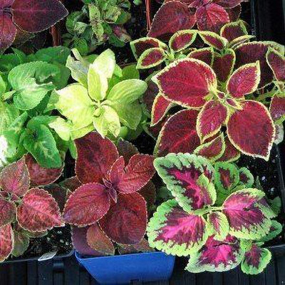 KANAYA Coleus Rainbow Mixed Seed(10 per packet)