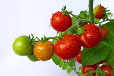 Quentova TOMATO-NST-3V Seed(200 per packet)