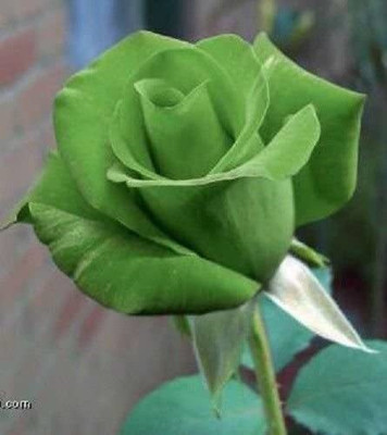 CYBEXIS XLR-6 - GREEN ROSE - (100 Seeds) Seed(100 per packet)