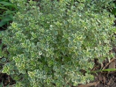 CYBEXIS LXI-73 - Lemon Thyme Thymus Citriodorus - (150 Seeds) Seed(150 per packet)