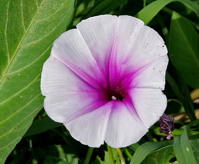 ZIXA IPOMEA FLOWER Seed(40 per packet)