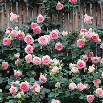 CYBEXIS XLL-86 - Pink Climbing Rose Vine - (300 Seeds) Seed(300 per packet)