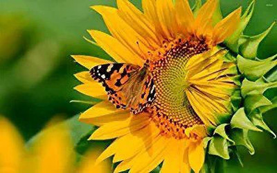 MAA Miniature Flower Seed(115 per packet)