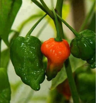 the green dotcom Naga chilli seeds Seed(92 per packet)