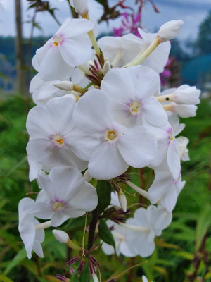 CEZIUS Phlox maculata ‘Delta’ White Seed(100 per packet)