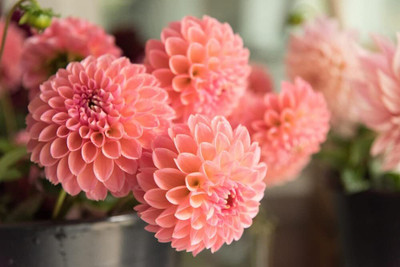 Aywal Dahlia Mixed Seed(100 per packet)
