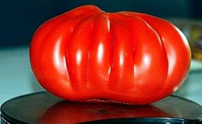 Biosnyg Non GMO Giant 100 Pounds Tomato Seeds For Growing - (4000 Seeds) Seed(4000 per packet)