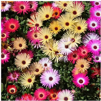 Aro Mesembryanthemum Seed(90 per packet)