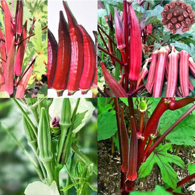 ibains Red bhindi seeds 11 Seed(11 per packet)