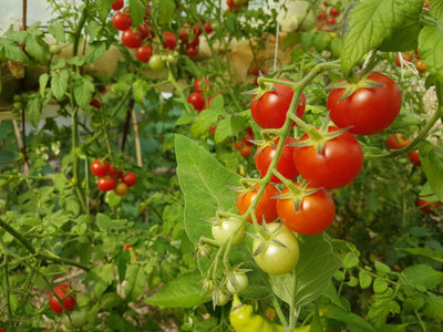 Shriram tomato Seed(135 per packet)