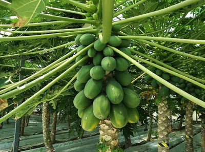 BDSresolve Sweet papaya seeds for planting/papaya seeds 44 Seed(44 per packet)