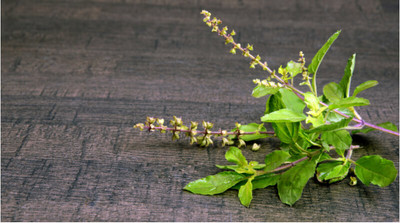 Mozette Organic tulsi herb Seed(20 per packet)