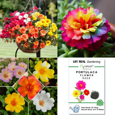 LIFELEX Portulaca Flower Seed(36 per packet)
