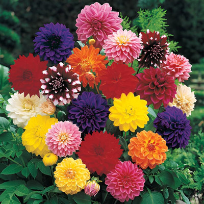 STYA SONS DAHLIA Seed(100 per packet)