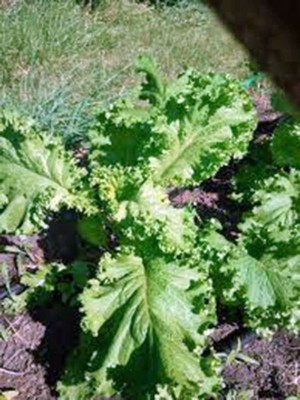 VibeX LXI-5 - Mustard Greens Southern Giant - (2250 Seeds) Seed(2250 per packet)