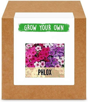 CYBEXIS Phlox200 Seeds Seed(200 per packet)