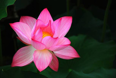 iyurvadik lotus,kamal gatta Seed(10 per packet)