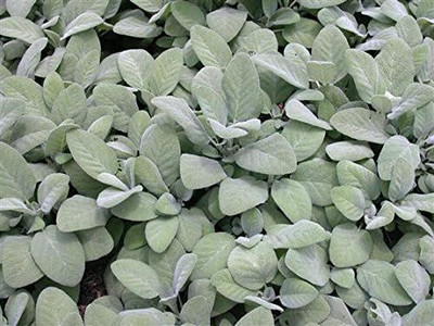 Qualtivate PUAS-6A Culinary Sage Seeds Seed(100 per packet)