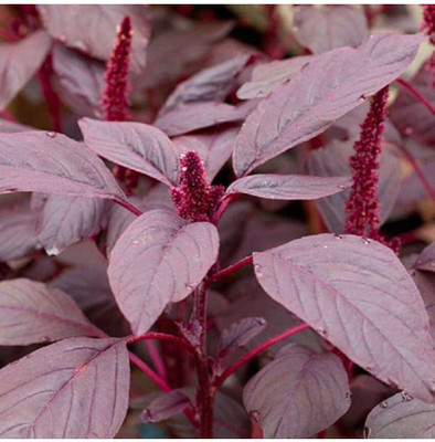 Quentova Chaulai Saag Red Amaranth-RJ-5N Seed(200 per packet)