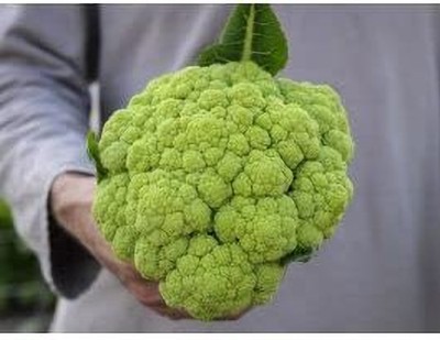 Aywal Green Cauliflower|Phol Gobhi Hybrid F1 Seeds for Home Gardening Seed(130 per packet)