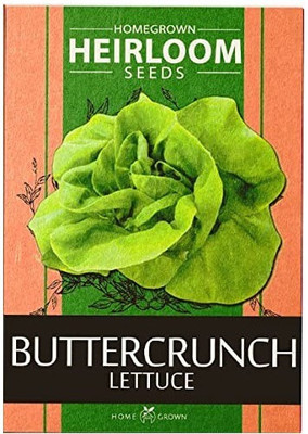 CYBEXIS VVI-72 - Buttercrunch Lettuce - (1350 Seeds) Seed(1350 per packet)