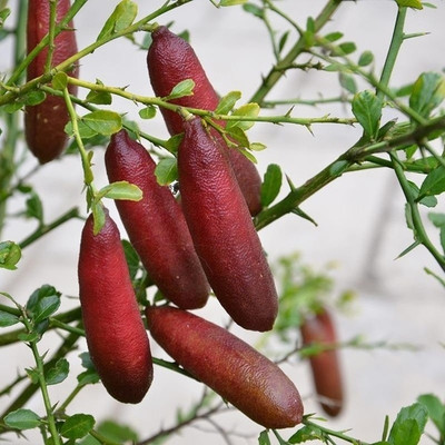 KNESSiN Mini Lemon Seed Organic Pomegranate Seeds Seed(25 per packet)