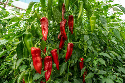 Kodali Hybrid F1 Chilli Seeds Pack Of 27 Seed(27 per packet)