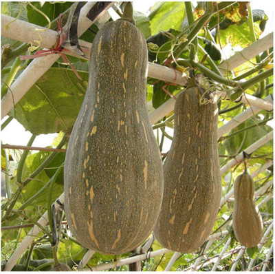 CYBEXIS Organic Sweet Pumpkin Seeds400 Seeds Seed(400 per packet)