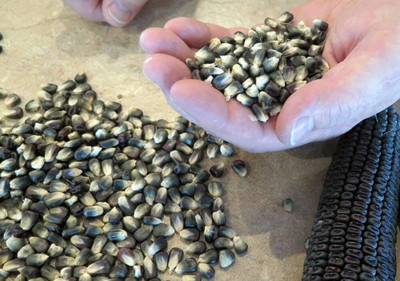 WILLVINE MAH -XII Blue Giant Corn (Zea Mays)-[1Kg] Seed(4000 per packet)