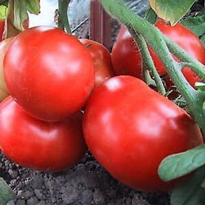 ActrovaX Oregon Spring Heirloom Early Bush RED Huge Meaty Beefsteak Tomato [1gm Seeds] Seed(1 g)