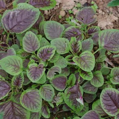 CYBEXIS Non-GMO Amaranth Spinach Plant Garden Seeds1400 Seeds Seed(1400 per packet)