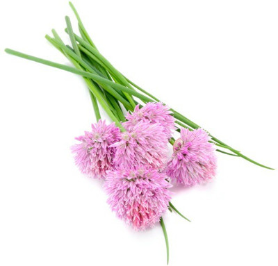 CYBEXIS CHIVE SEEDS2800 Seeds Seed(2800 per packet)