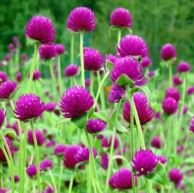 STARKC Gomphrena- Purple Seed(200 per packet)